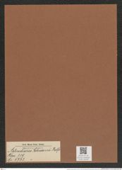 Asterodiscus johnsonii Ralfs. (de-Toni-Nr.: Genus 239, Species 5723) Zeichnungen Sammlung Grunow Mappe 05428 (Herbarium_W_Grunow_drawings_Folder_05428)